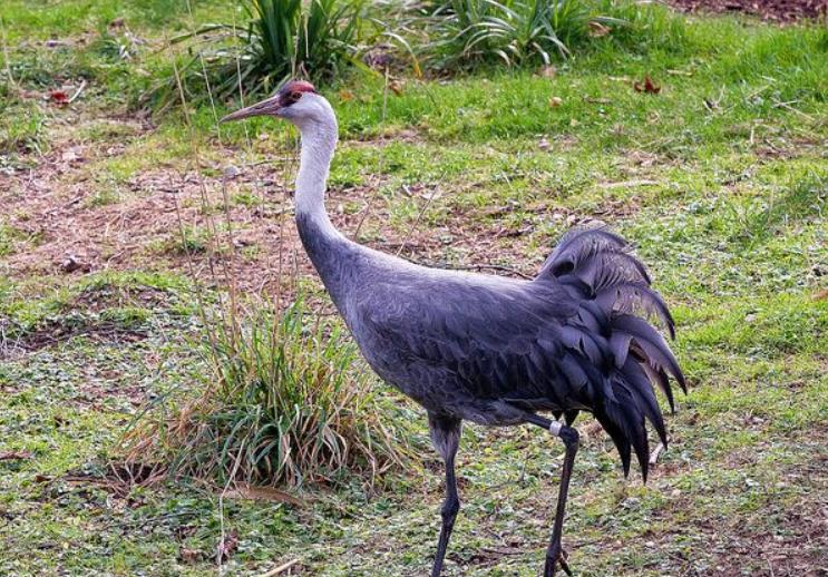 2019年黑龙江有多少种珍稀动物,黑龙江省国家一级保护动物名录