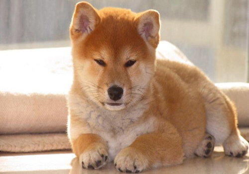 养狗经验狗狗呕吐拉稀,养狗经验分享狗狗内分泌失调