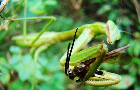 昆虫界战斗力最强的昆虫,谁是昆虫界最厉害的杀手