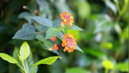 福建春天花海旅游攻略,福建春季游玩好去处推荐