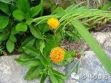 动物中药功效大全,中药药材大全及功效