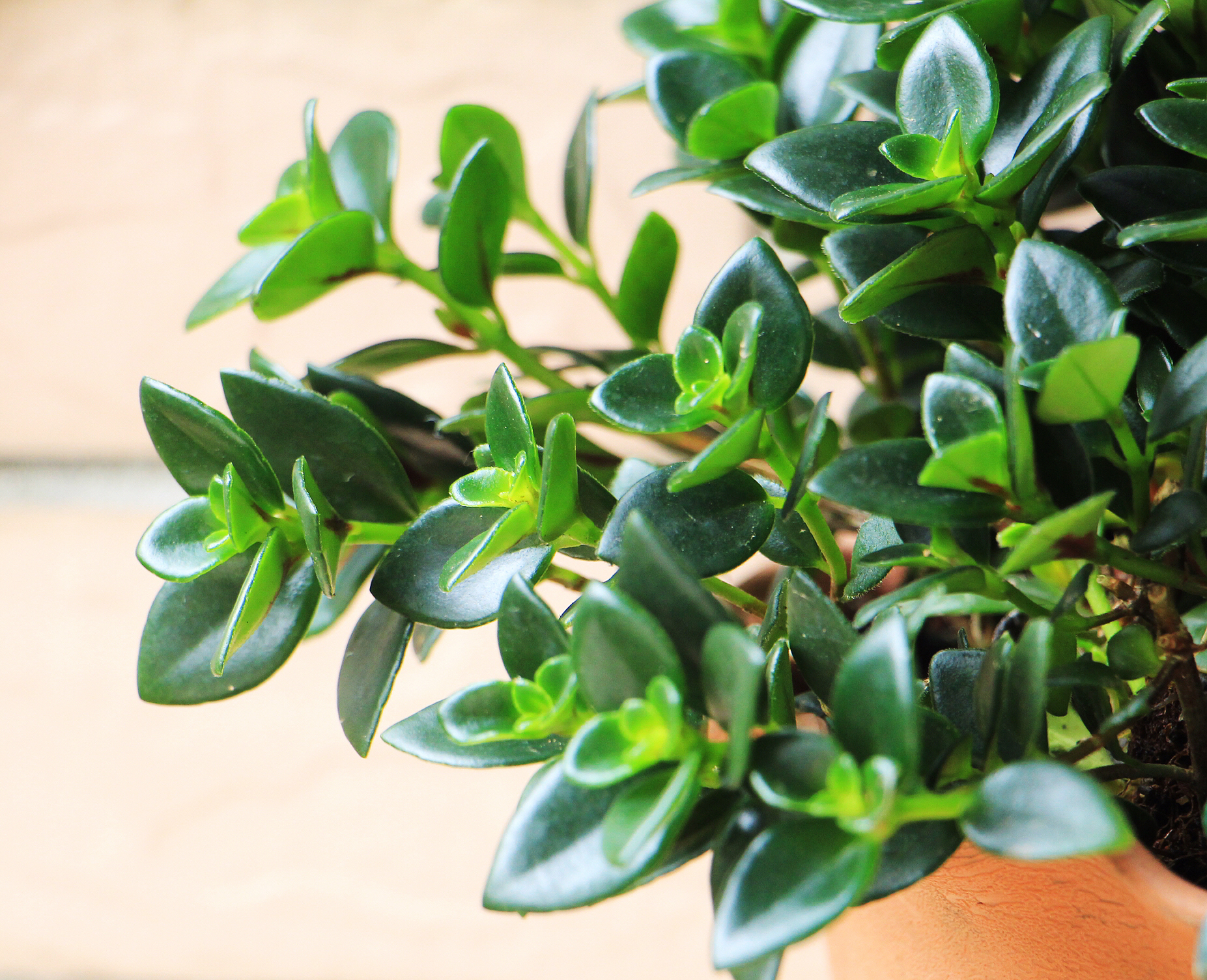 金鱼吊兰怎么养才能开花快呢,金鱼吊兰怎么养才会开花最快