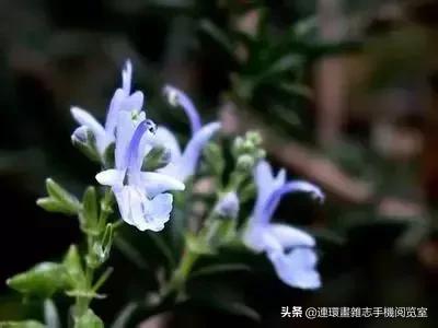 各种花的花语文案,花的花语100种