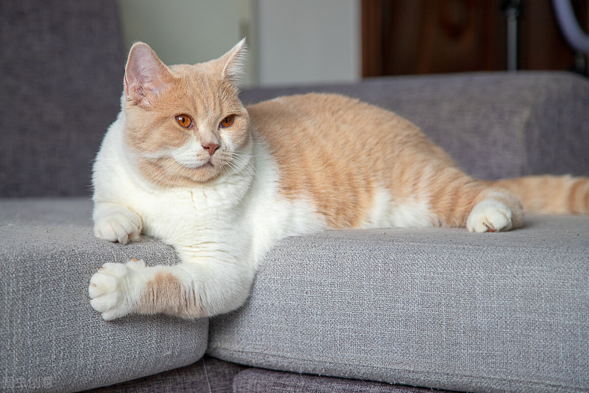 母英短能吃胖吗,母英短和公英短的区别