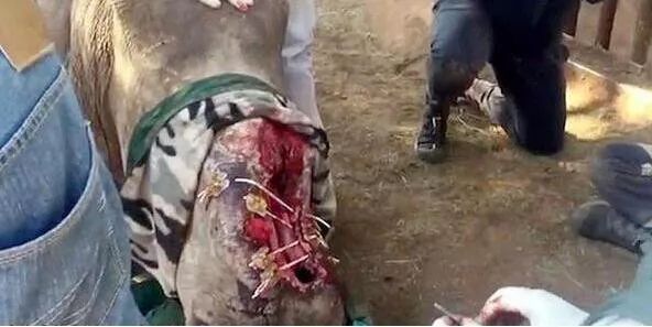 文玩背后的阴暗——鲜血淋漓惨不忍睹！人性居然能恶毒到如此地步