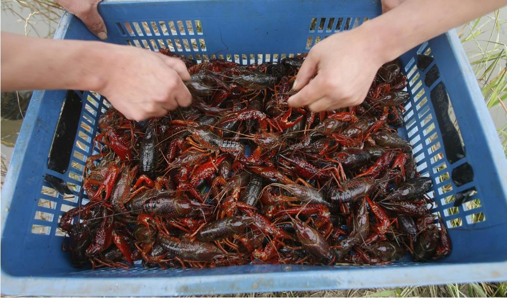 新手如何零基础养殖小龙虾,养殖小龙虾速成秘籍都在这