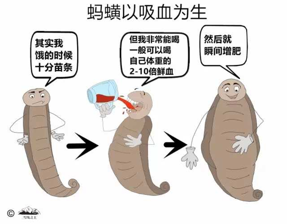 水蛭被人吃进肚子里它能活多久,水蛭误吃进肚子里怎么办