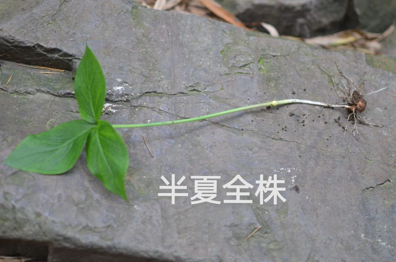 采药终南山,采药山
