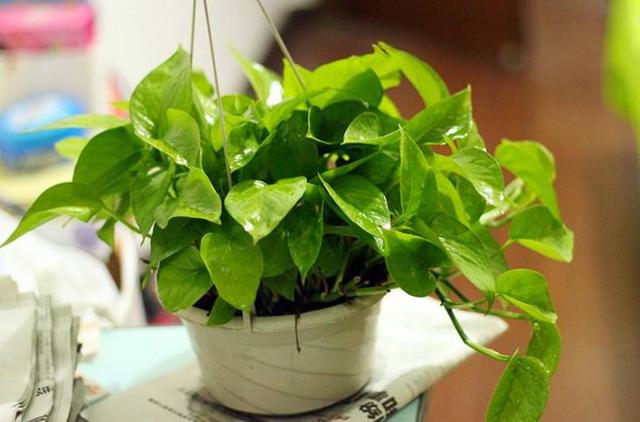 一看就懂！一篇文章让你知道甲醛到底怎样去除