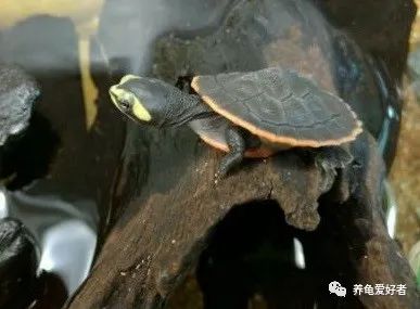 养殖龟要注意哪些细节问题,沼泽过滤养龟水体发黄怎么去除