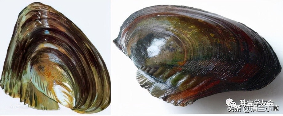 珍珠的知识图片大全,珍珠最全知识