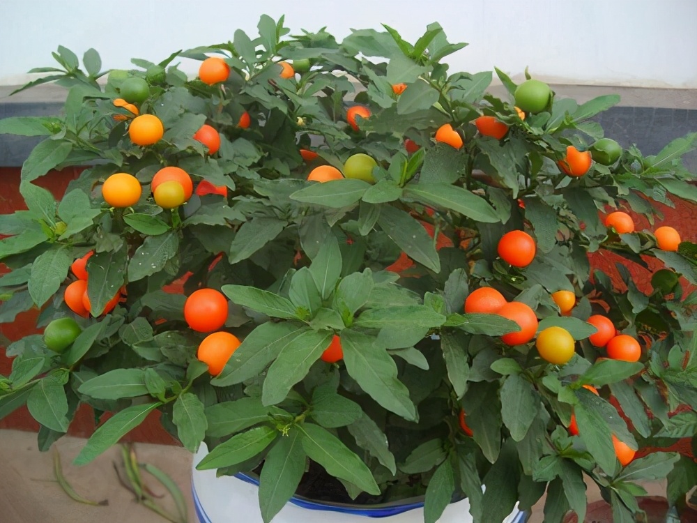 十种毒花不能养,十种大毒花家里经常养