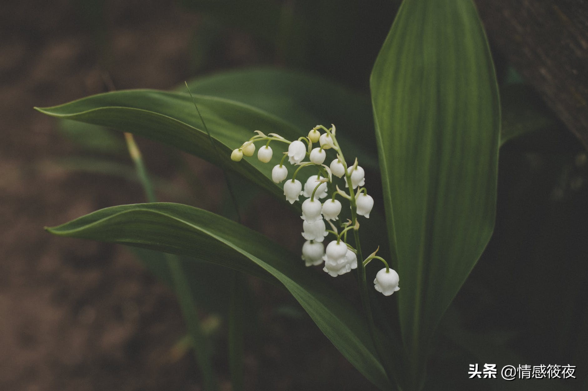 修复与邻居发生争吵后的关系