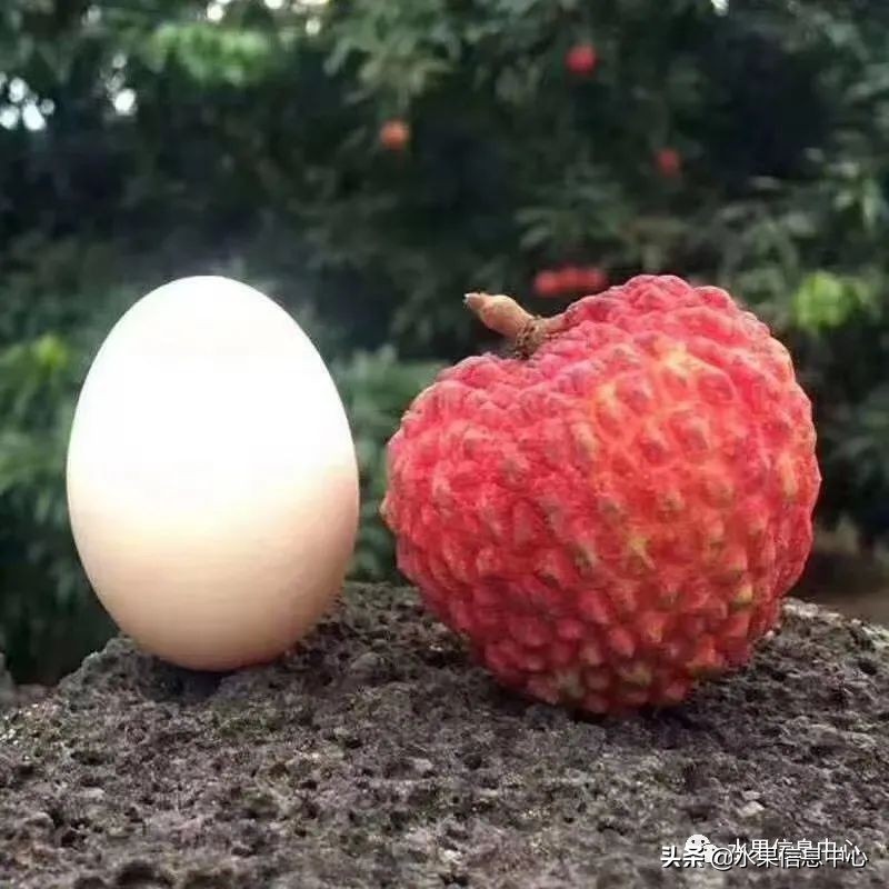 水果天堂：海南水果品种及上市时间表