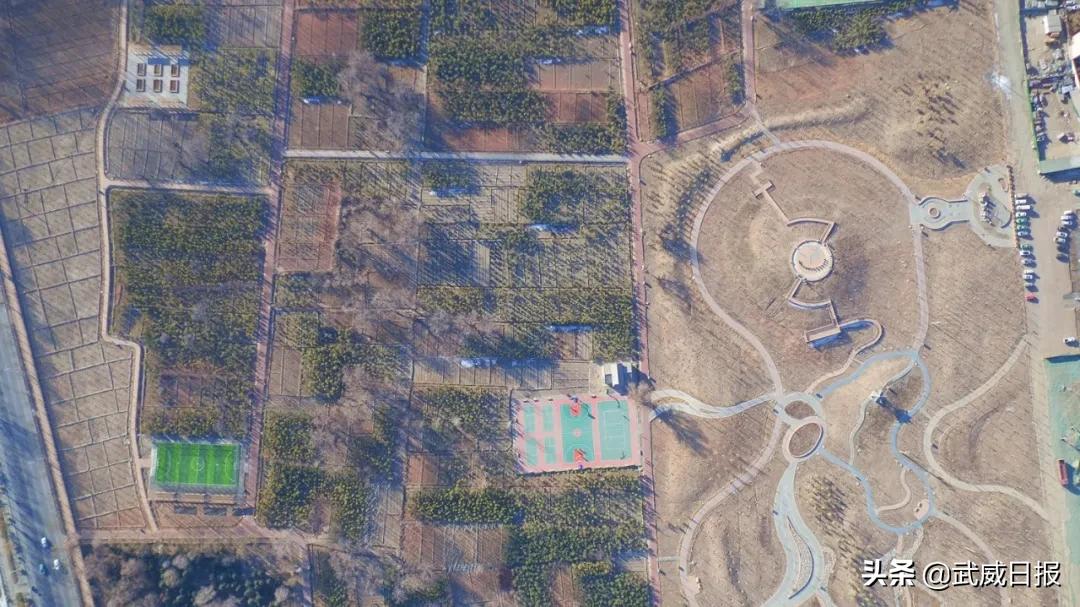 嘘！听说武威有棵树，四个人都抱不住