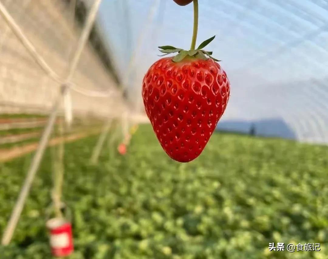 丹东红颜牛奶草莓为什么会火？