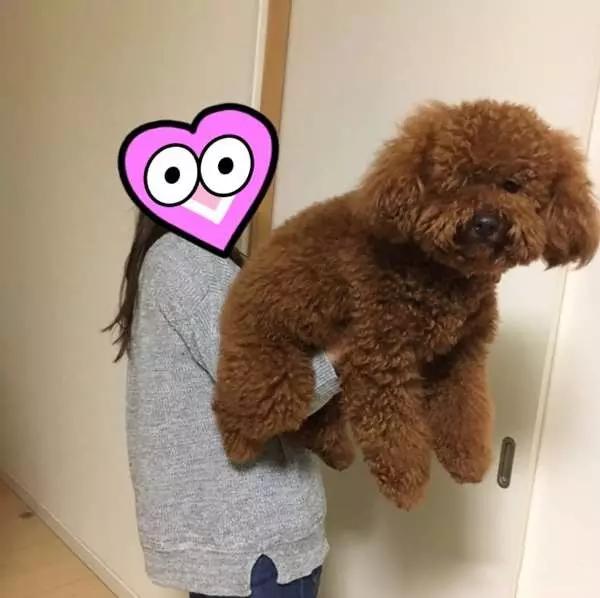 刚买回来的阿拉斯加怕人,刚买回来的阿拉斯加该怎么办