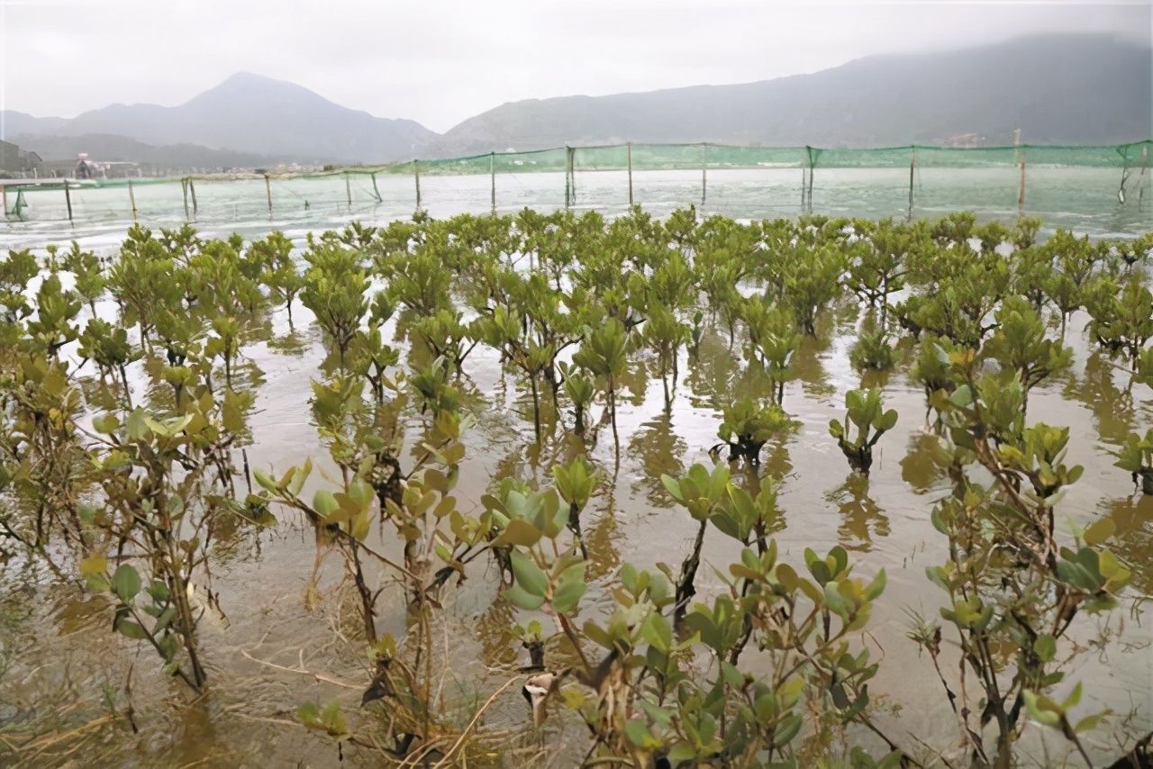 深圳志愿者帮助失联20年人回家,深圳志愿者公益活动