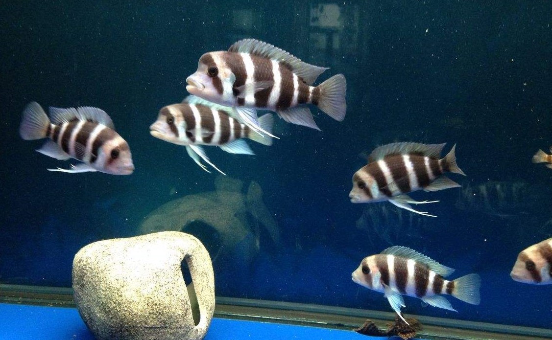 深水鱼缸不让鱼缺氧的办法,鱼缸困水除氯气是智商税吗