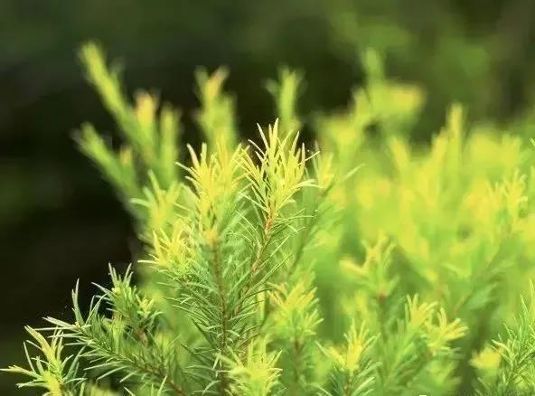 天然茶树精油和单方茶树精油,解锁植物芳香剂