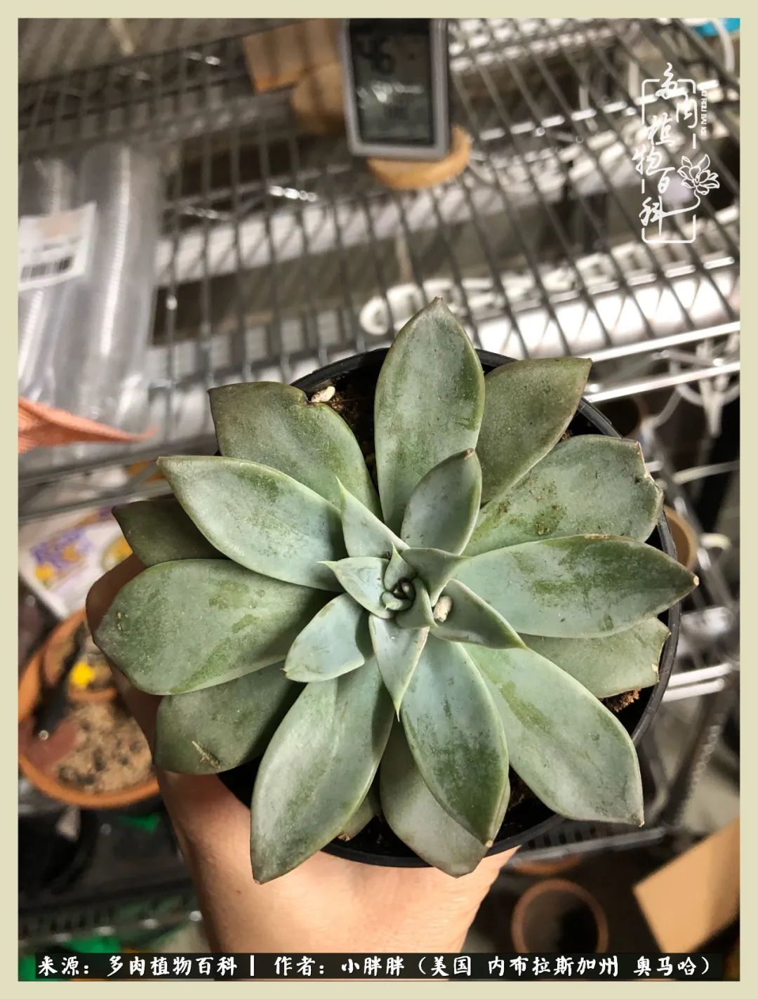 多肉小白入坑攻略,多肉中的鄙视链