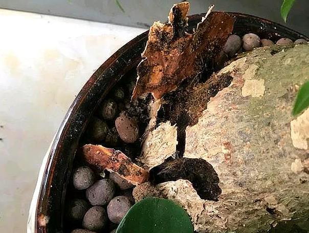 发财树头主干腐烂的救治方法视频,高大发财树主干腐烂怎么补救方法