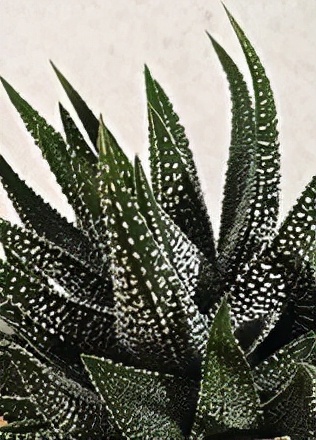 多肉条纹十二卷的养护方法,条纹十二卷多肉如何快速爆盆