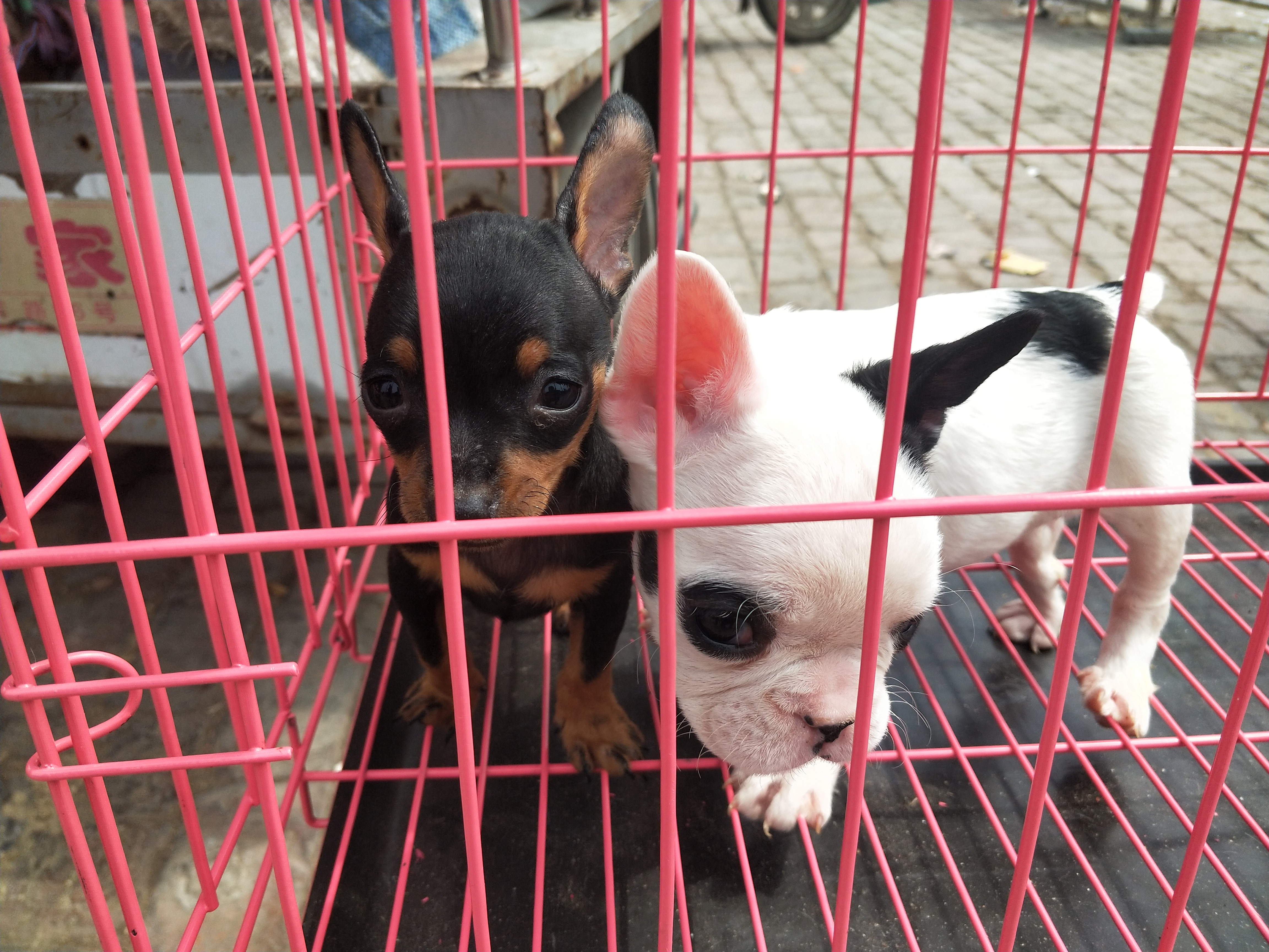 开封四大狗市排名,四种公认最好的狗市