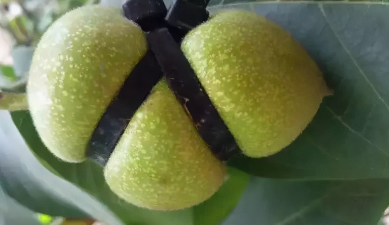 夹缝中求生存且行且珍惜,夹缝中求生存在逆境中求发展