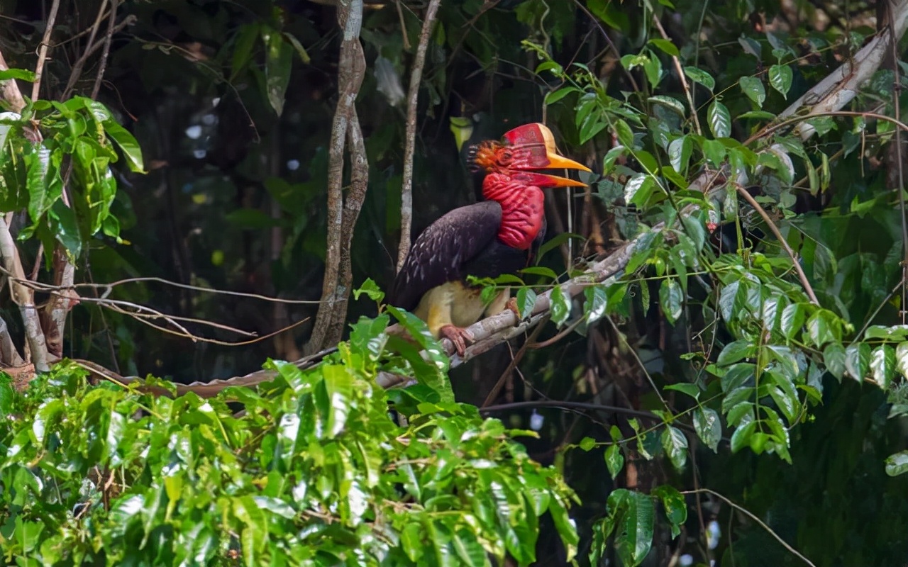 头骨最值钱鸟,头骨很珍贵的鸟