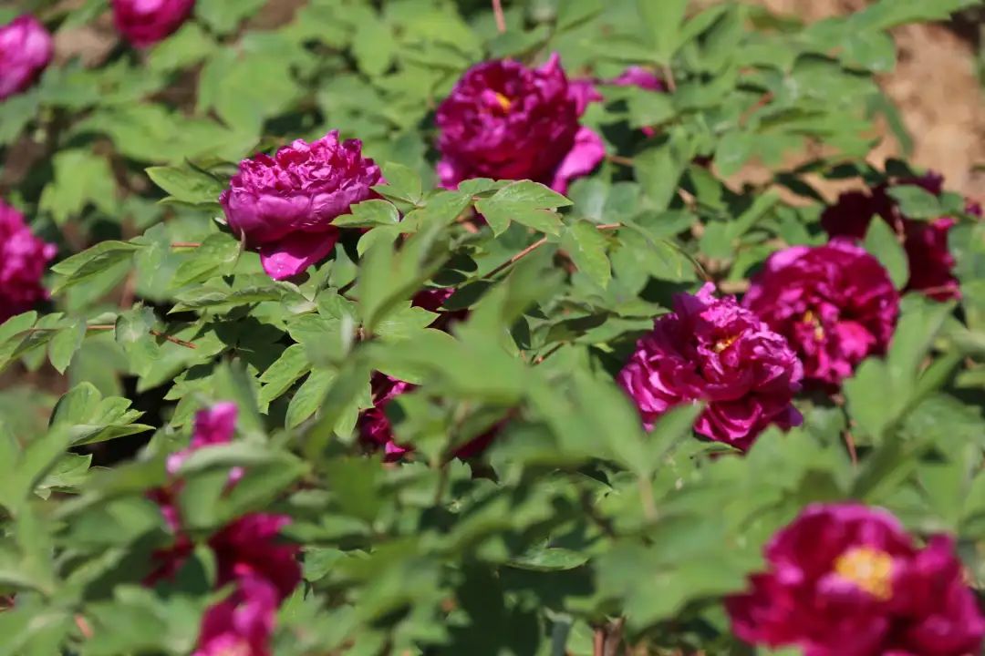 陆游春节的诗,陆游写的关于成都的诗