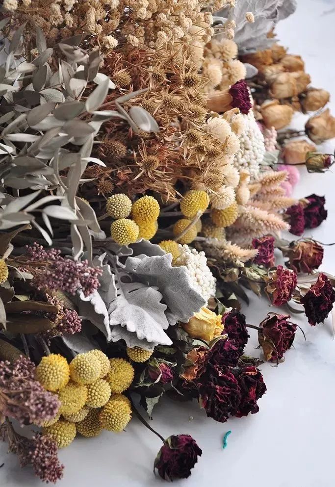 鲜花和干花的不同美感,有哪些花可以制作干花
