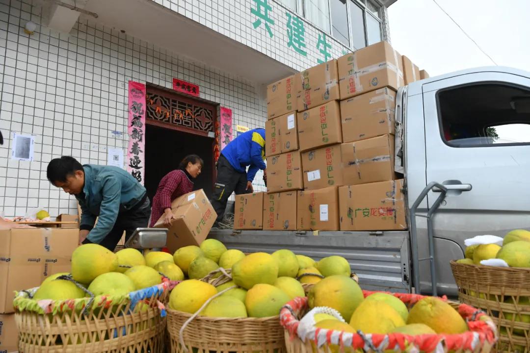 远销澳门!8000个龙安柚开启“新旅程”