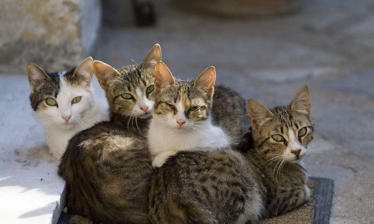 为什么人类分娩比其他动物更痛苦,为什么动物分娩比人容易分娩