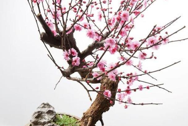 天热什么时候给花浇水好,为什么低温时少给花浇水