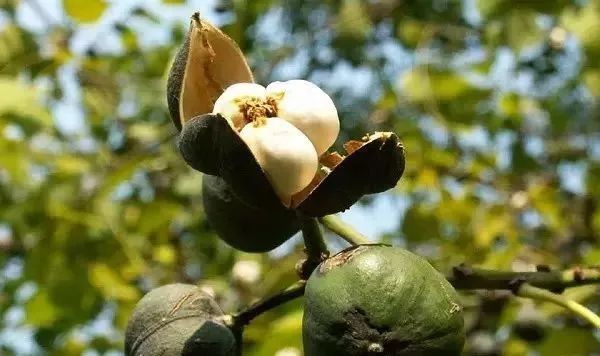 买家具到处是坑,买家具的人一般还会买什么