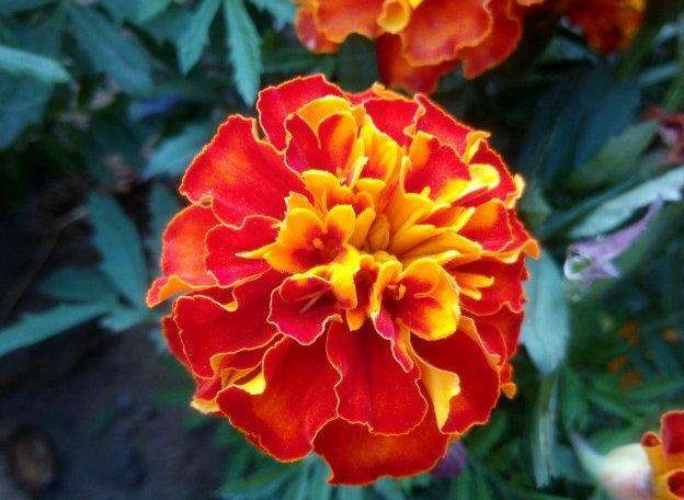 万寿菊感染斑枯病和花腐病,掌握这五个办法,枯萎病斑立马褪散