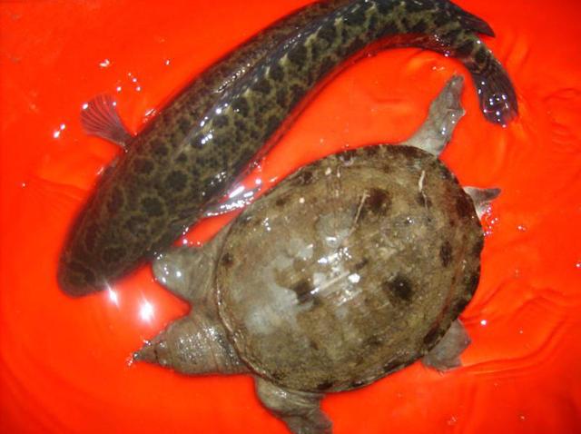 渔人钓鱼技巧视频,祖传千年钓甲鱼秘方