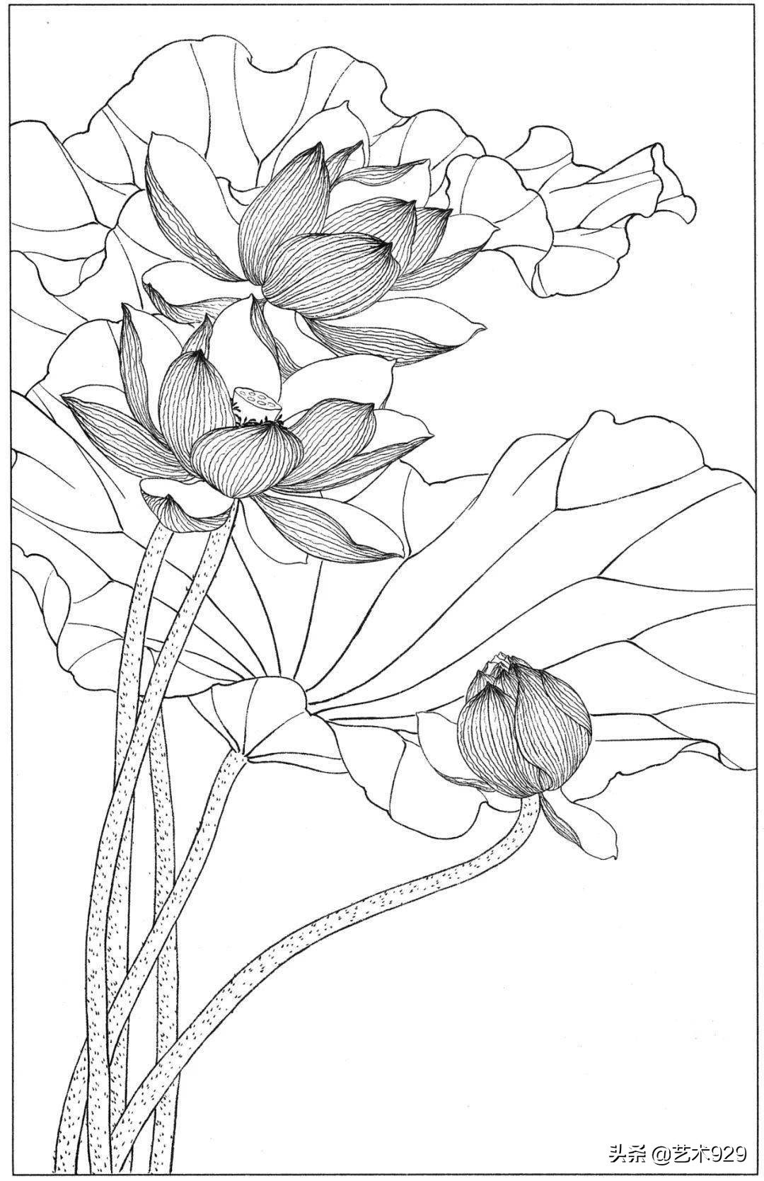 适合初学者的荷花白描画稿,荷花小品实用白描画稿