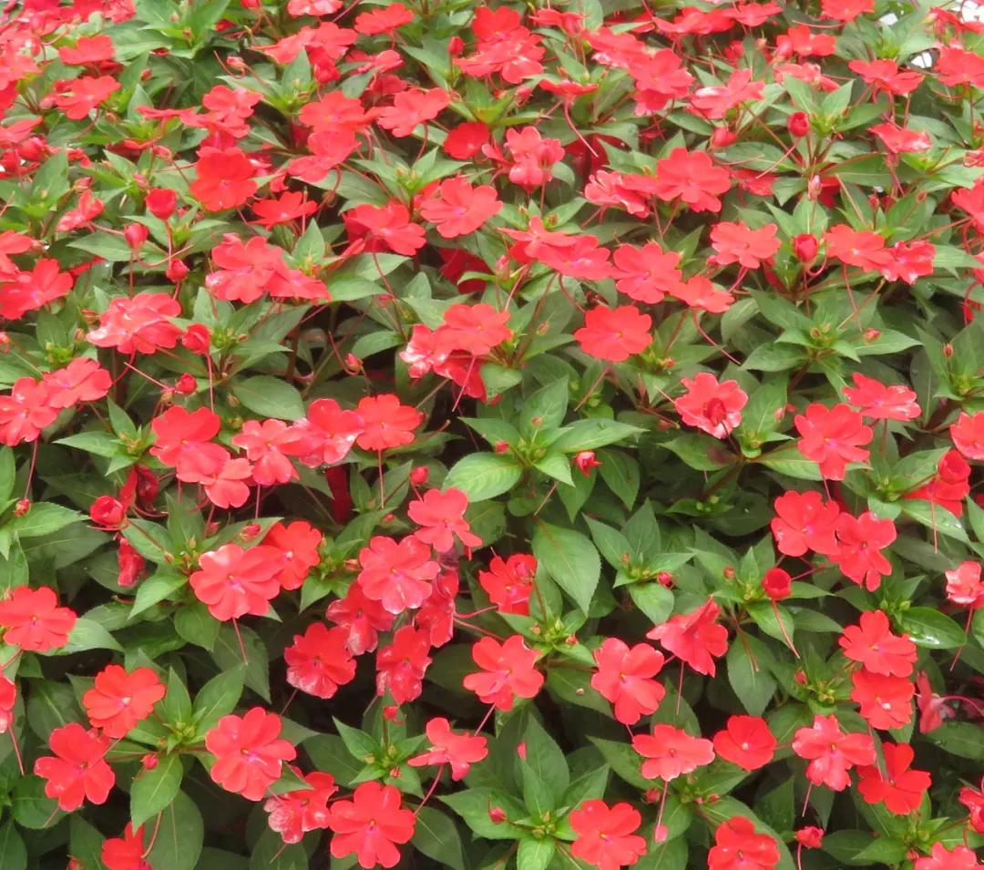 这43个来自世界各地的新品种,快来看看有没有你的菜