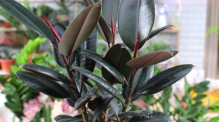 橡皮树浇水过多落叶怎么办,橡皮树施肥过多叶子枯萎怎么补救