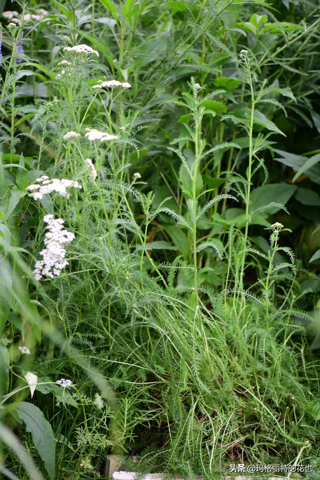 徒长花草怎样处理,徒长的树木怎么处理