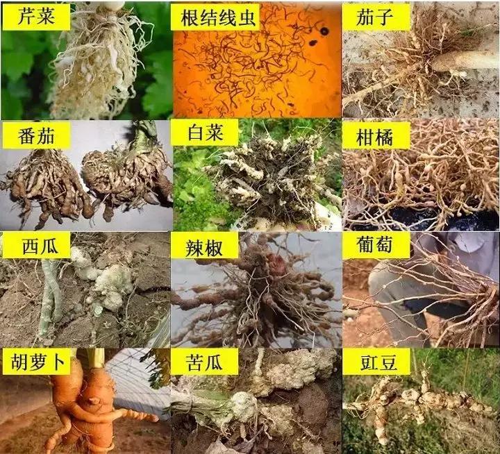 线虫对哪些作物有影响,作物线虫危害