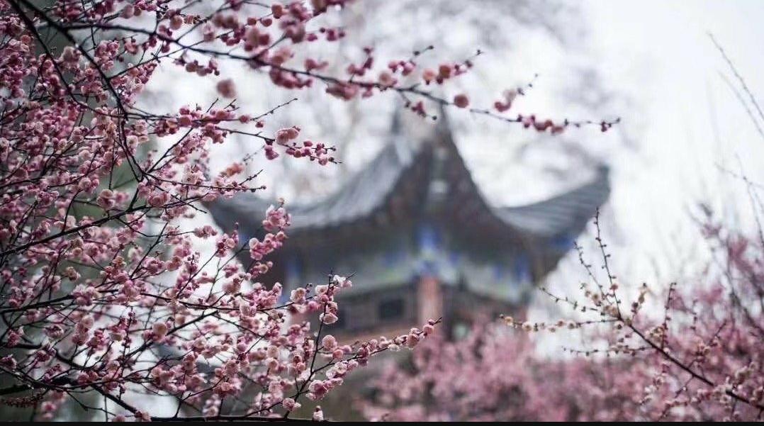 武大樱花与梅花,武大樱花精品欣赏