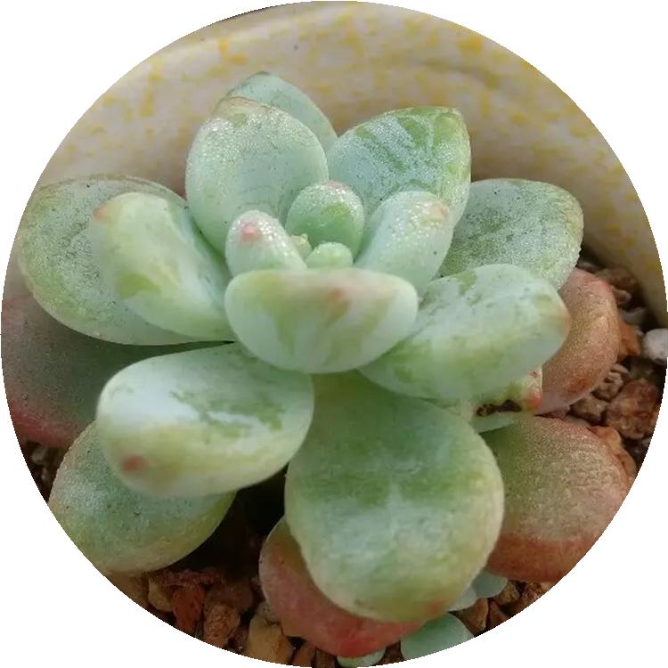 淋雨后多肉喷什么药,多肉淋雨后叶片皱了怎么办