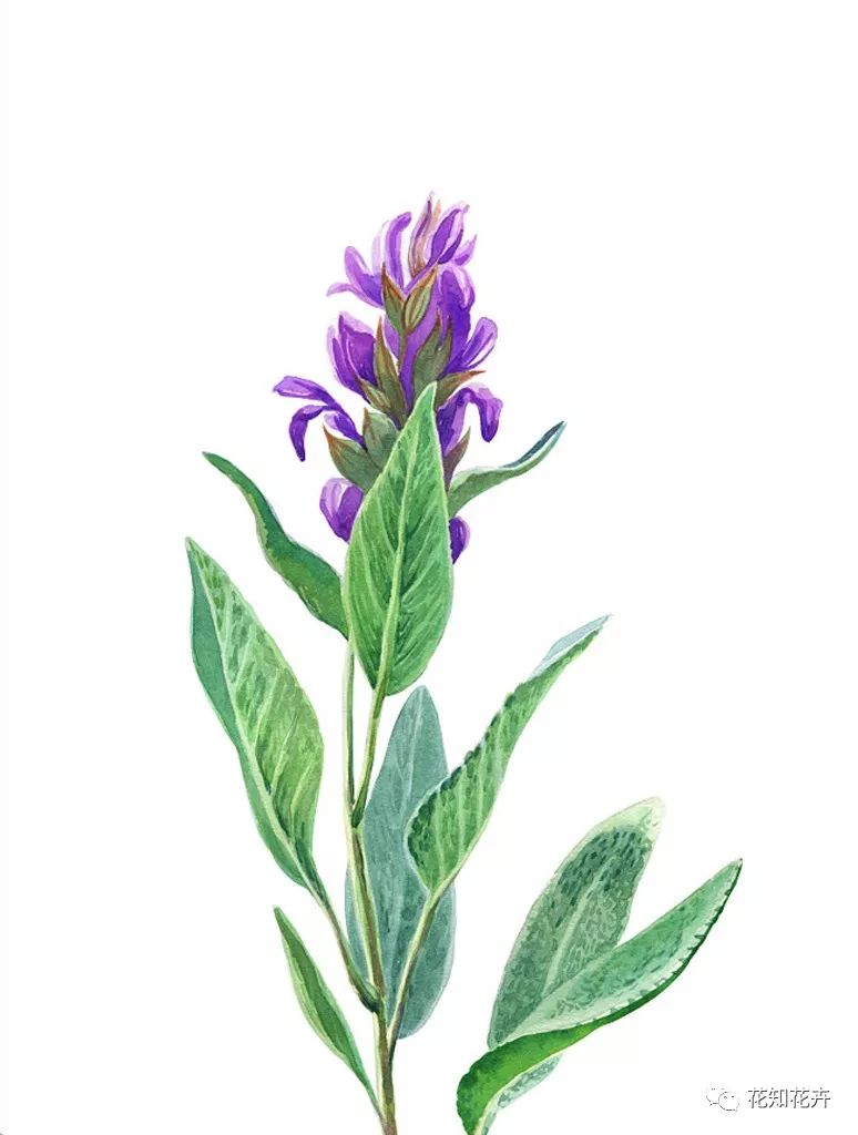 薰衣草真假精油的鉴别方法,熏衣草干花真假辨别