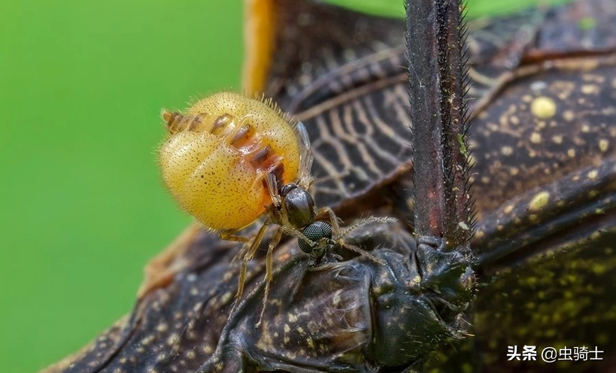 自然科普动物世界,昆虫里的小蚊子哪些会吸人的血