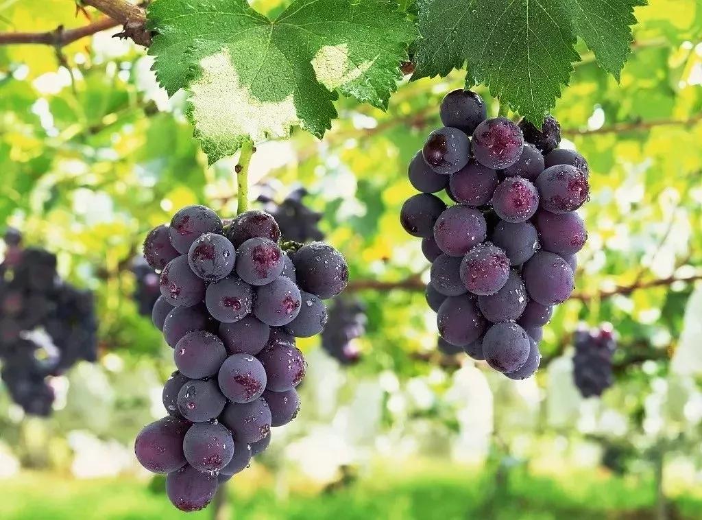 哺乳期咋区分囊肿和肿块,新手妈妈乳房结块