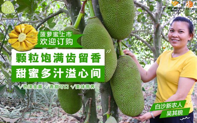 果肉饱满香甜浓郁白沙荣邦吴其貌线上销售菠萝蜜助农增收销路畅