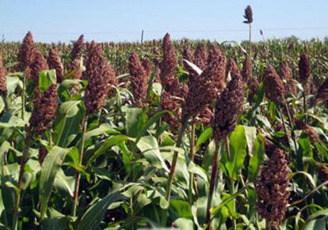 高粱的种植技术怎么种产量更高呢,高粱高产栽培技术收割时间